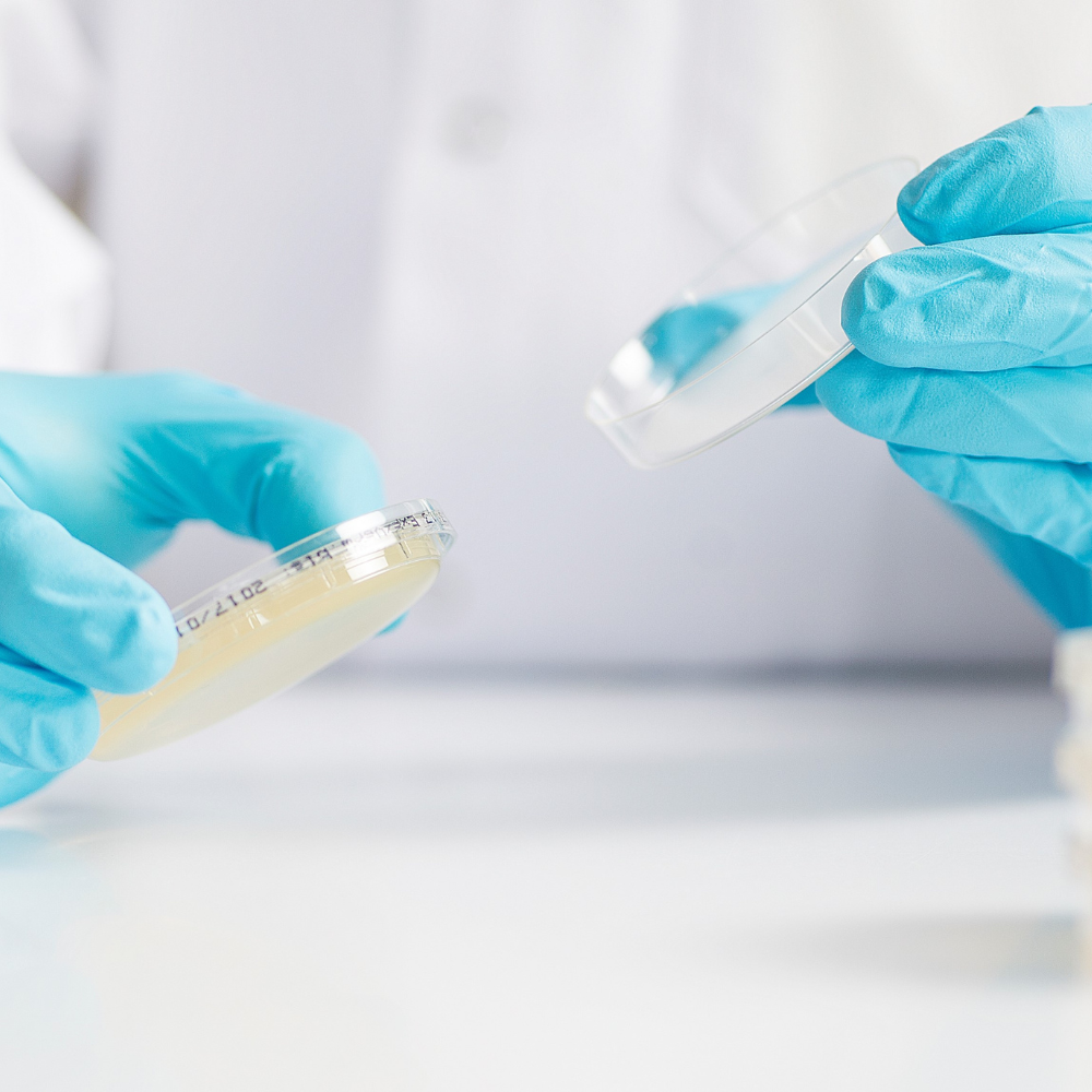 A microbiologist handling agar plates during sample preparation for microbial enumeration and bioburden testing.