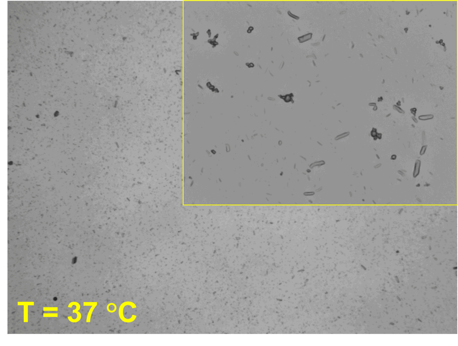 Using Cold-Stage MDRS to Study Temperature-Driven Particle Changes in ...