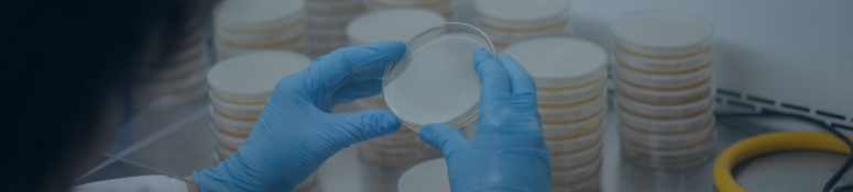 Laboratory scientist wearing blue gloves examines a petri dish in a controlled microbiology environment, with stacks of culture plates in the background, representing antimicrobial effectiveness and pharmaceutical quality testing.