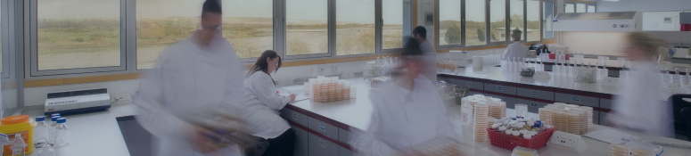 Scientists working in a busy microbiology laboratory at Cormica Wickham Micro, with stacks of petri dishes and sterile equipment on lab benches